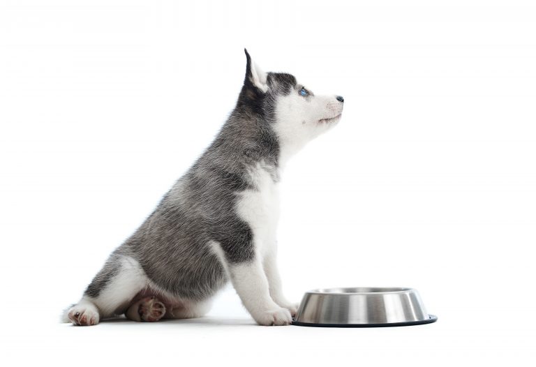 Husky puppy eating from a bowl