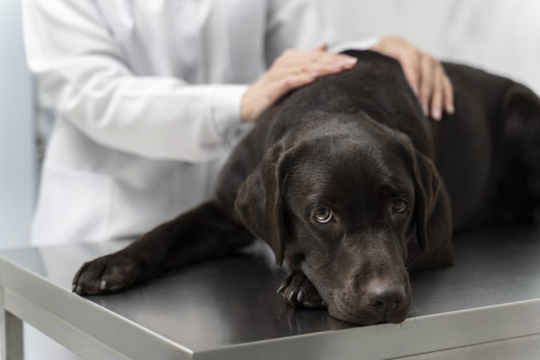 close-up-doctor-petting-dog