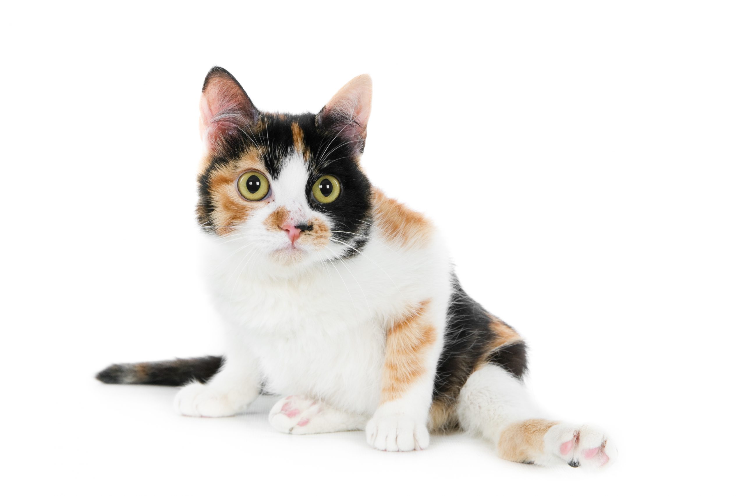 A closeup shot of a cute white, black, and brown cat isolated on a white background