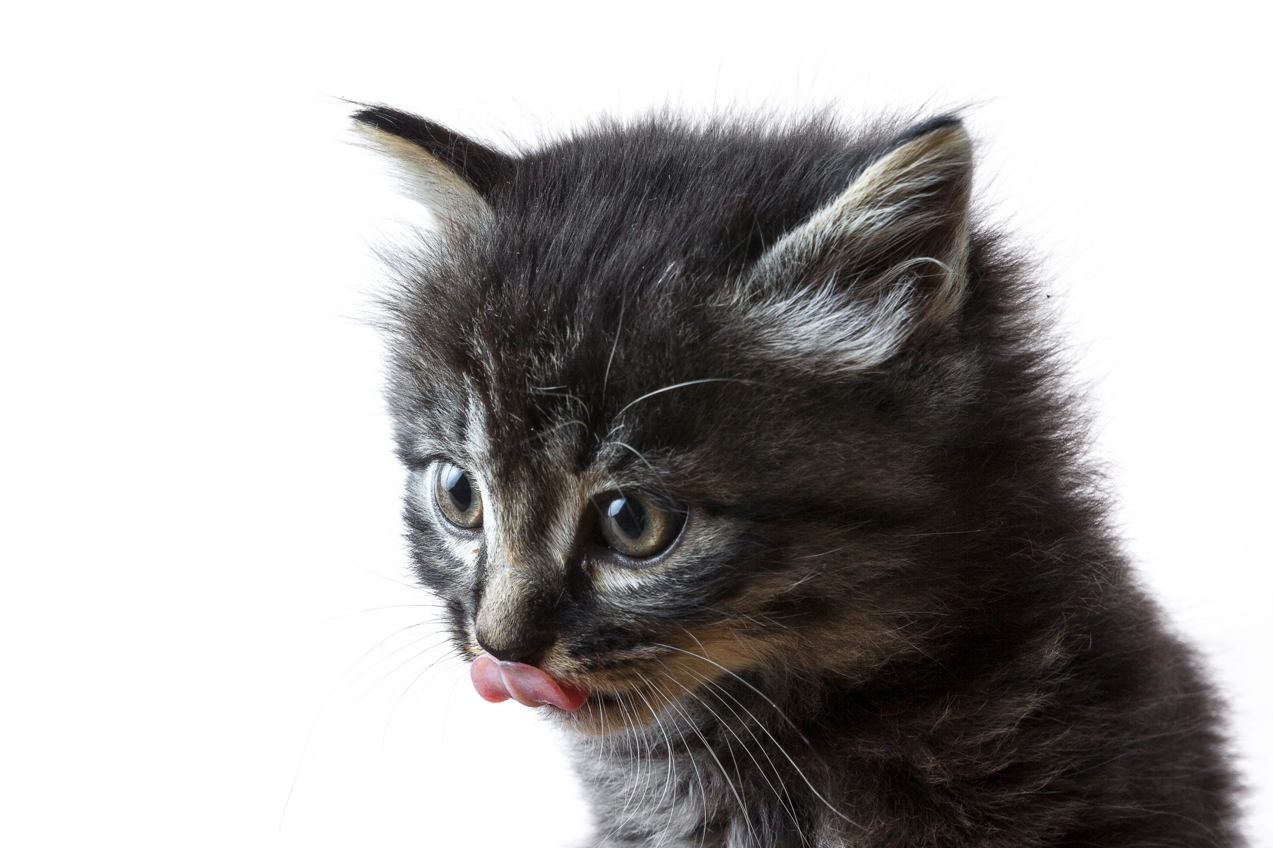 A closeup shot of a kitten with its tongue out isolated on a white background