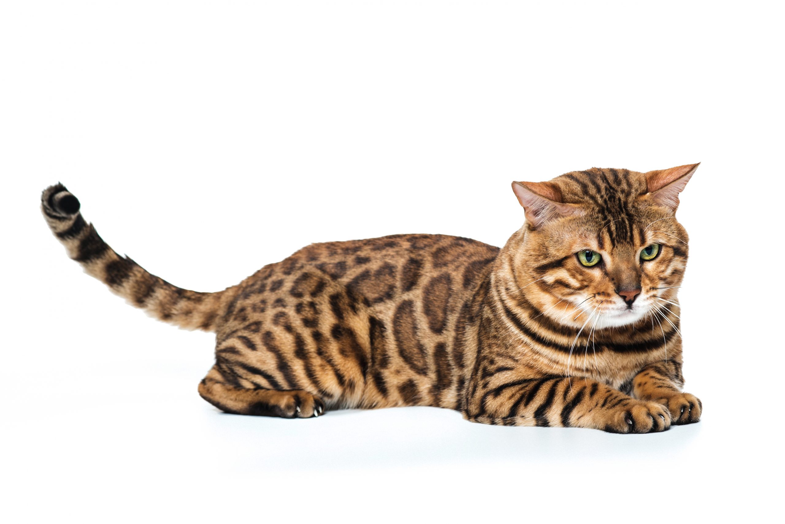 The gold Bengal Cat on white background at studio