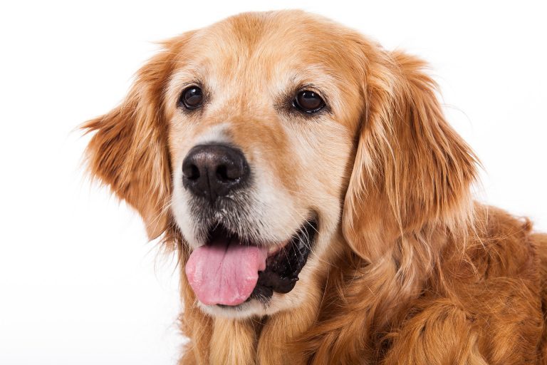 golden-retriever-g8238cf44c_1920