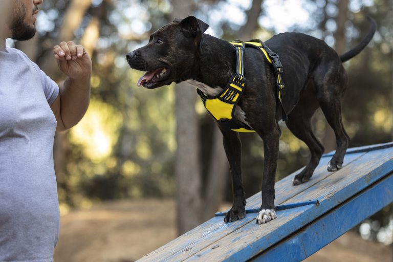 male-dog-trainer-outdoors-with-dog-during-session