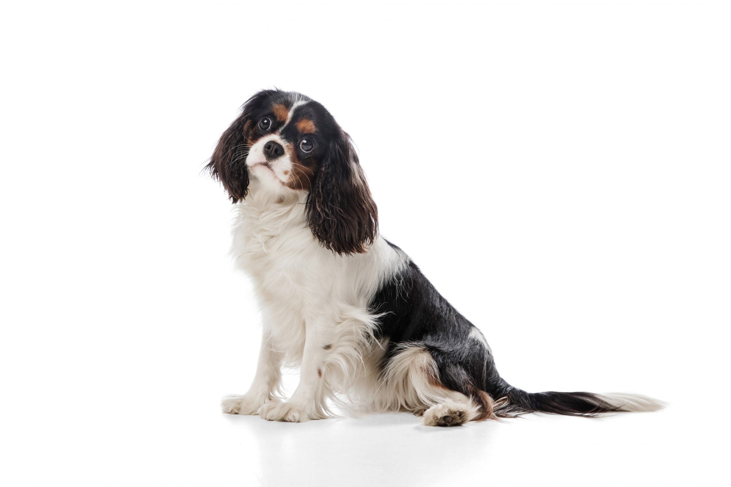 Running. Cute sweet puppy of king charles spaniel cute dog or pet posing with ball isolated on white background. Concept of motion, pets love, animal life. Looks happy, funny. Copyspace for ad.