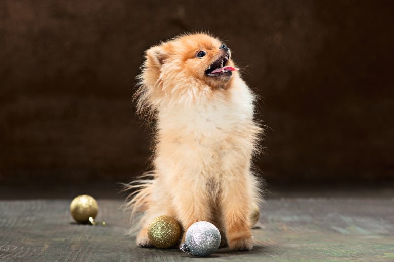 Spitz-dog in studio on a neutral background