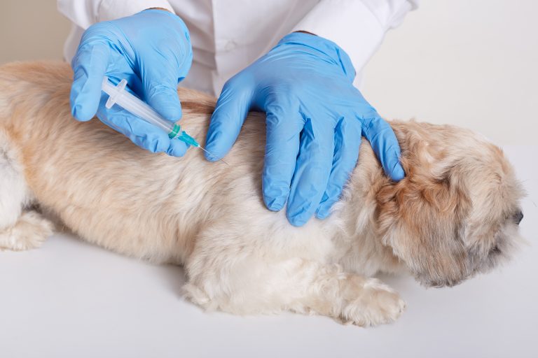 Veterinarian in latex loves dong injection for dog, vet holds syringe in hands, dog lying on table, puppy needs vaccination, domestic animal in veterinary clinic