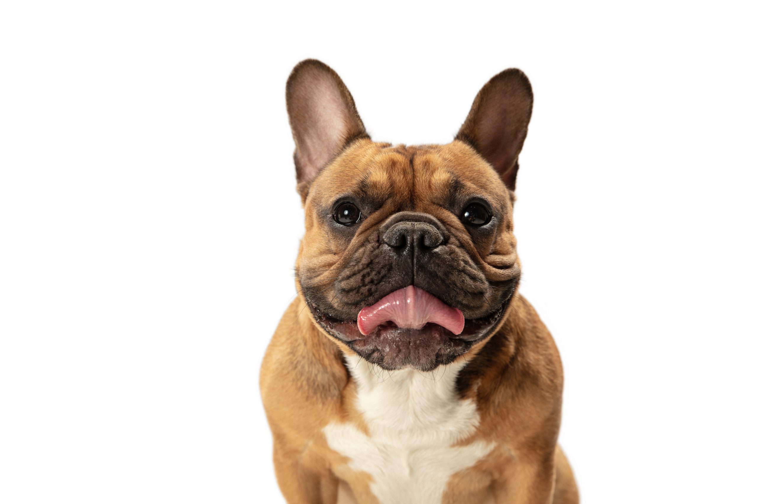 Begging. Young brown French Bulldog playing isolated on white studio background. Young doggy, pet looks playful, cheerful, sincere kindly. Concept of motion, action, pet's love, dynamic. Copyspace.