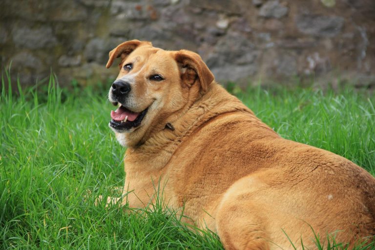 golden-retriever-g707315cfa_1920