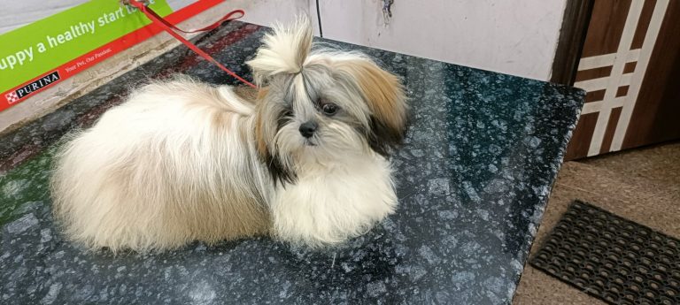 tri color Shih tzu