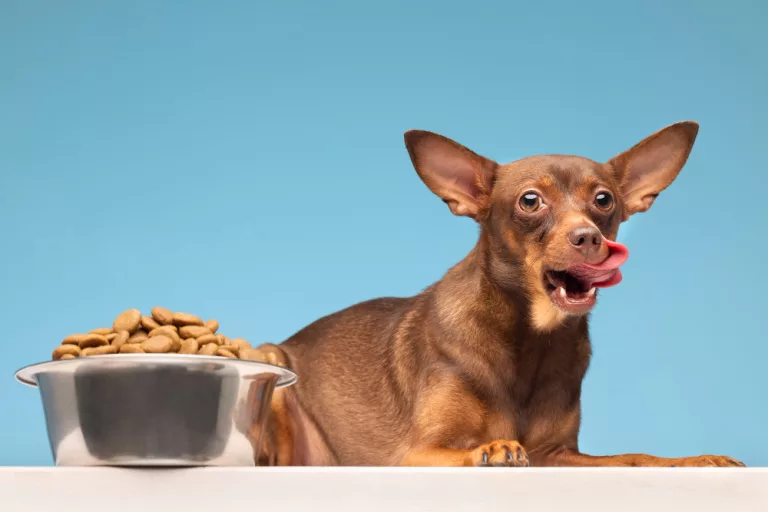 beautiful-pet-portrait-dog-with-food