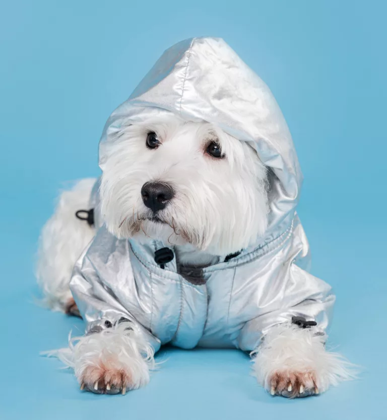 dog in raincoat