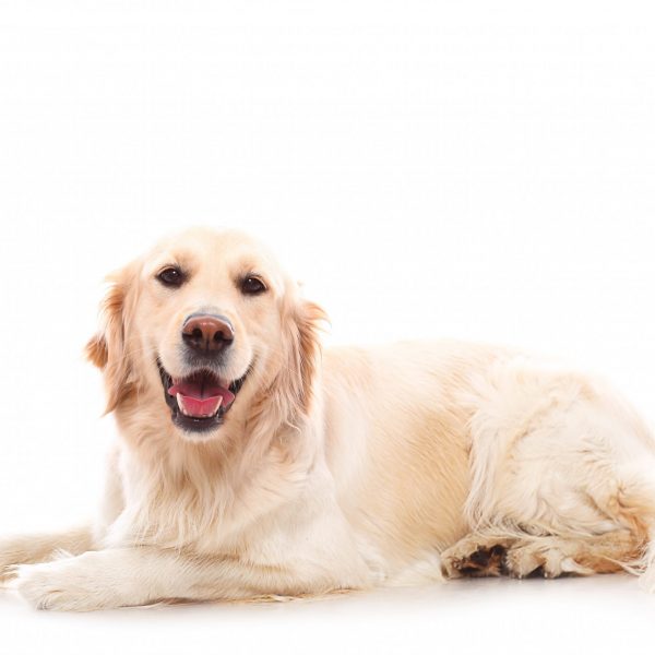 Cute golden retriever over white background