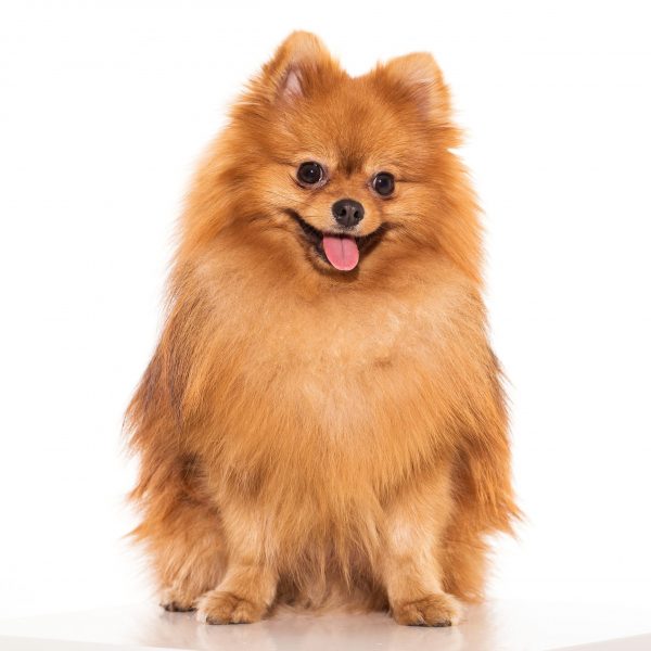 Adorable, furry spitz on a white background