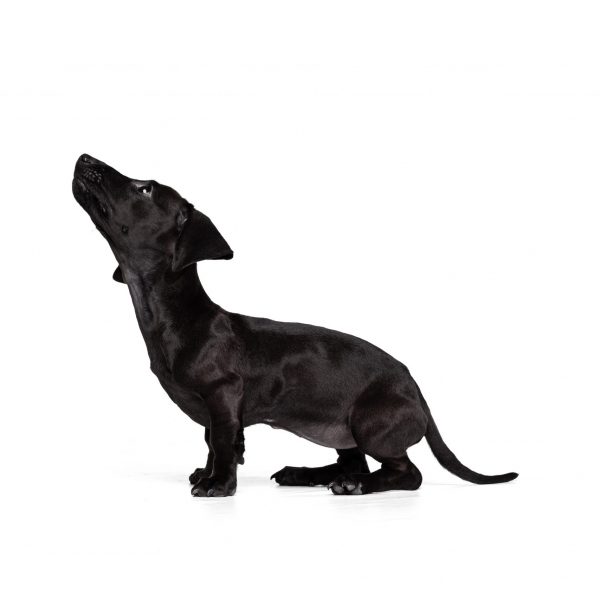 One cute playfull puppy, dachshund dog calmly sitting, posing isolated over white studio background