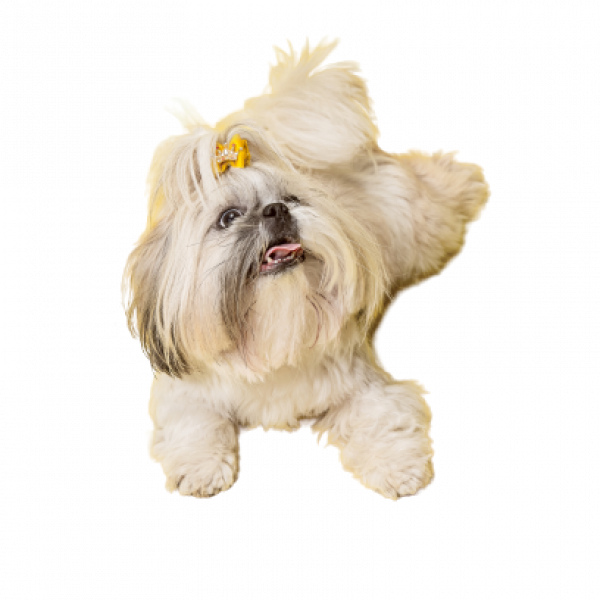 shih-tzu-puppy-wearing-orange-bow-cute-doggy-pet-is-lying-isolated-yellow-background-chrysanthemum-dog-negative-space-insert-your-text-image-removebg-preview