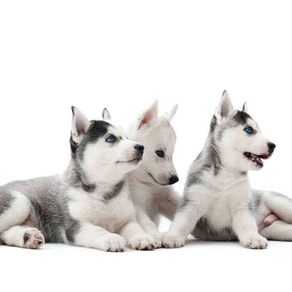 Three carried puppies of siberian husky dogs playing, sitting at studio on floor, lying, waiting for food, looking away. Pretty, cute group dogs with white and gray fur, blue eyes, like woolf.