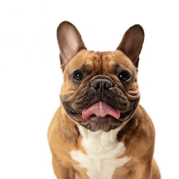 Begging. Young brown French Bulldog playing isolated on white studio background. Young doggy, pet looks playful, cheerful, sincere kindly. Concept of motion, action, pet's love, dynamic. Copyspace.